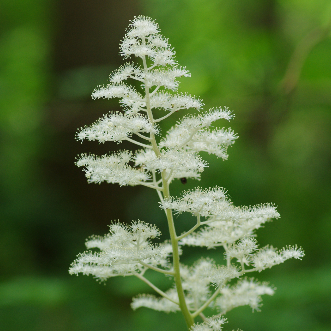 Rodgersia Podophylla — Mosgiel Garden Place