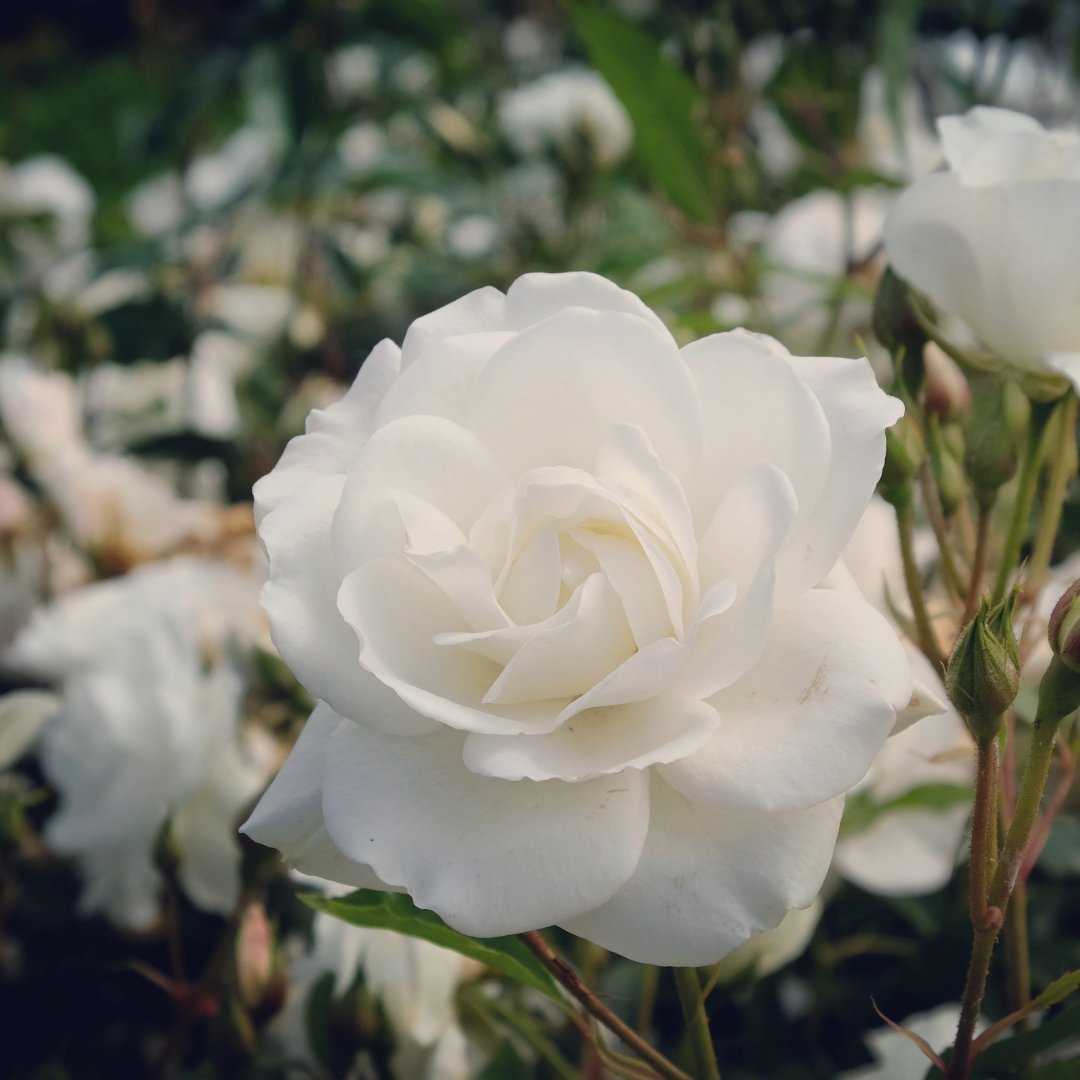 Flower Carpet Rose White — Mosgiel Garden Place