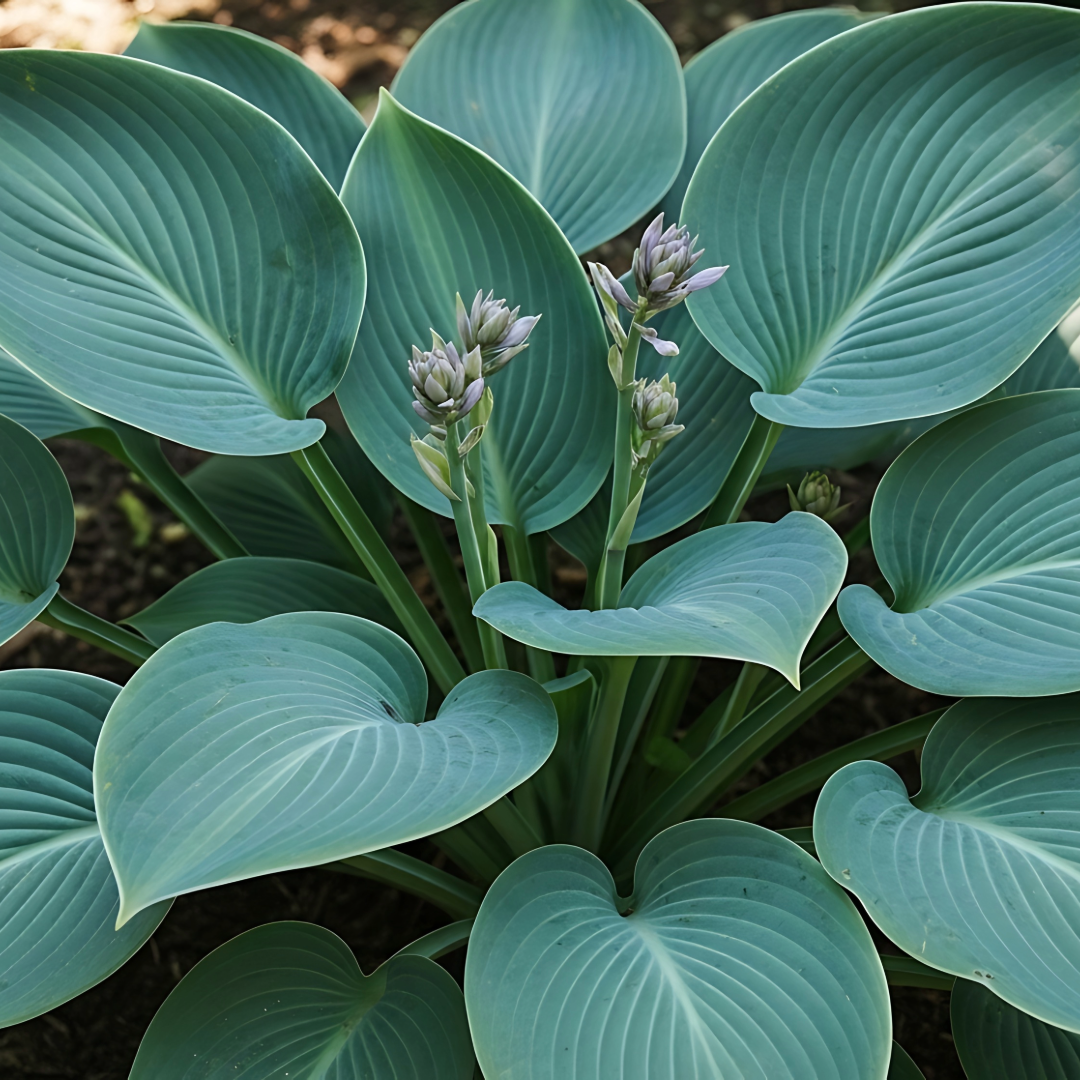 Hosta Big Blue 3L