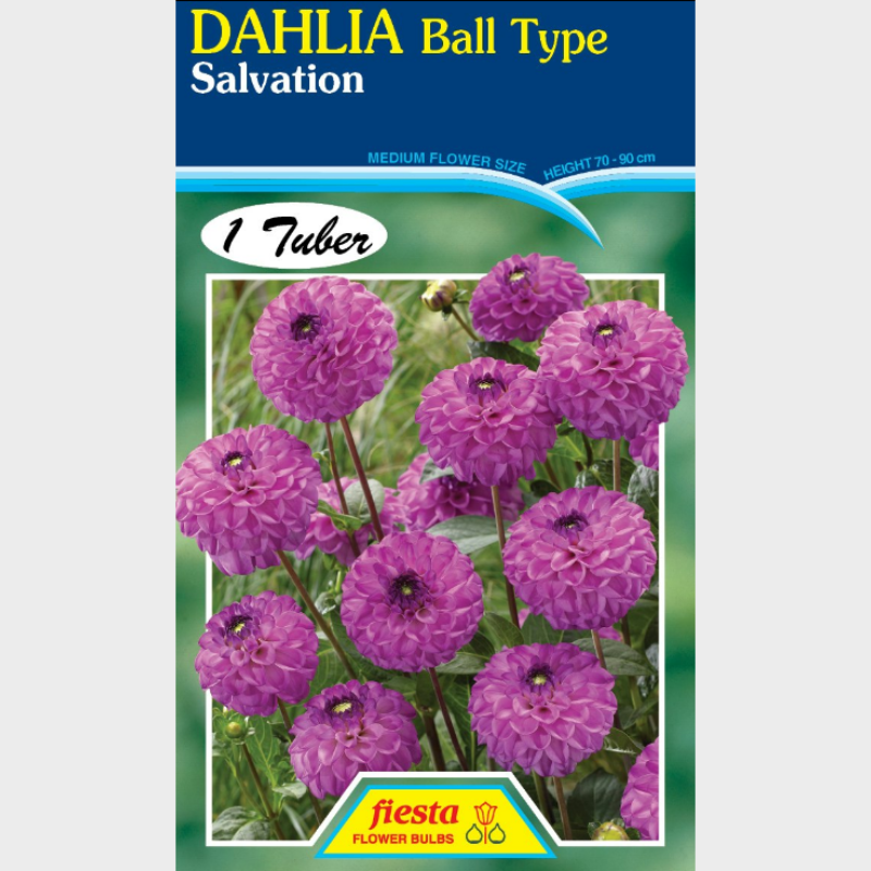 Dahlia-1 (22).png