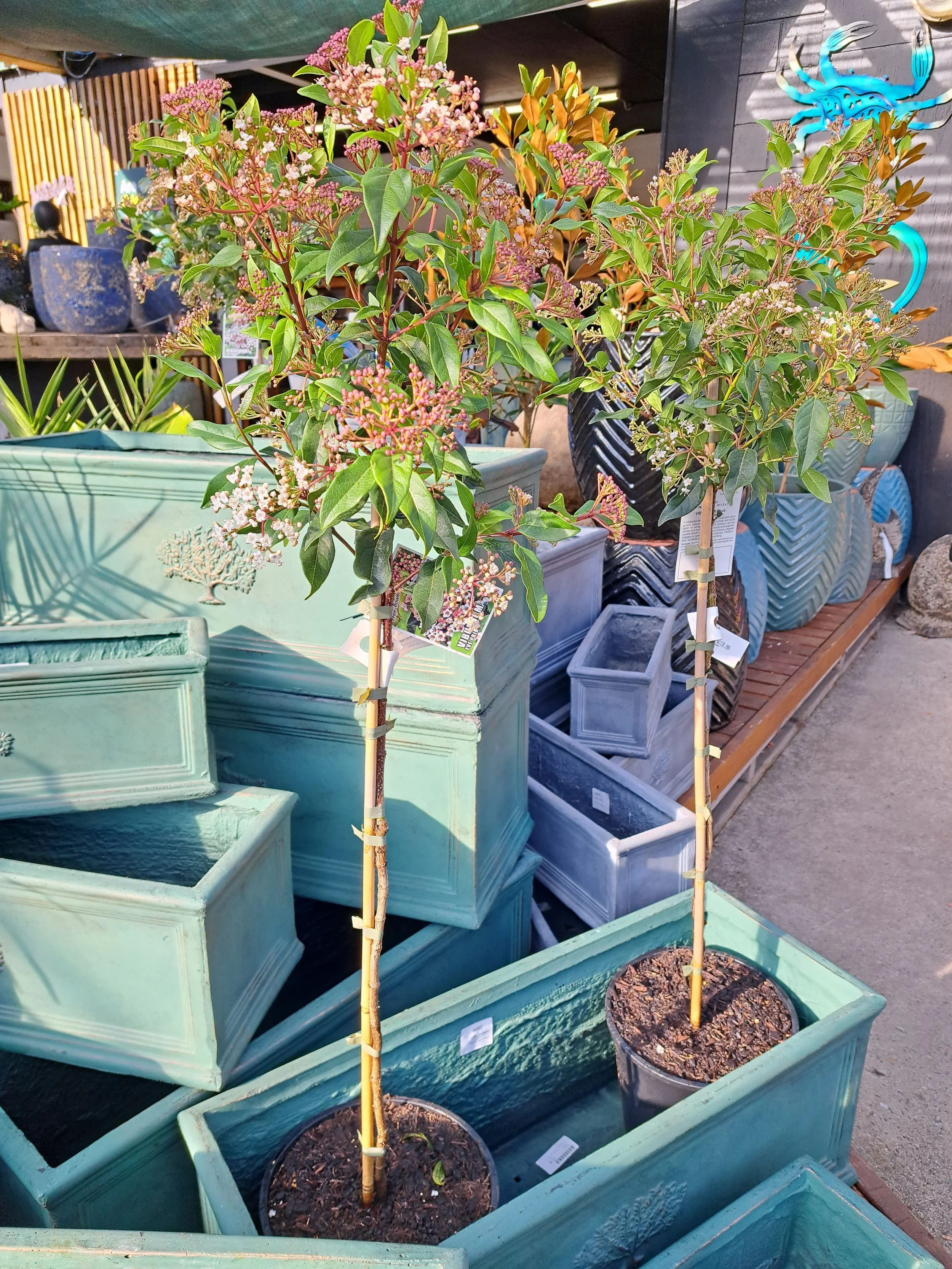Viburnum Eve Price Std 60cm