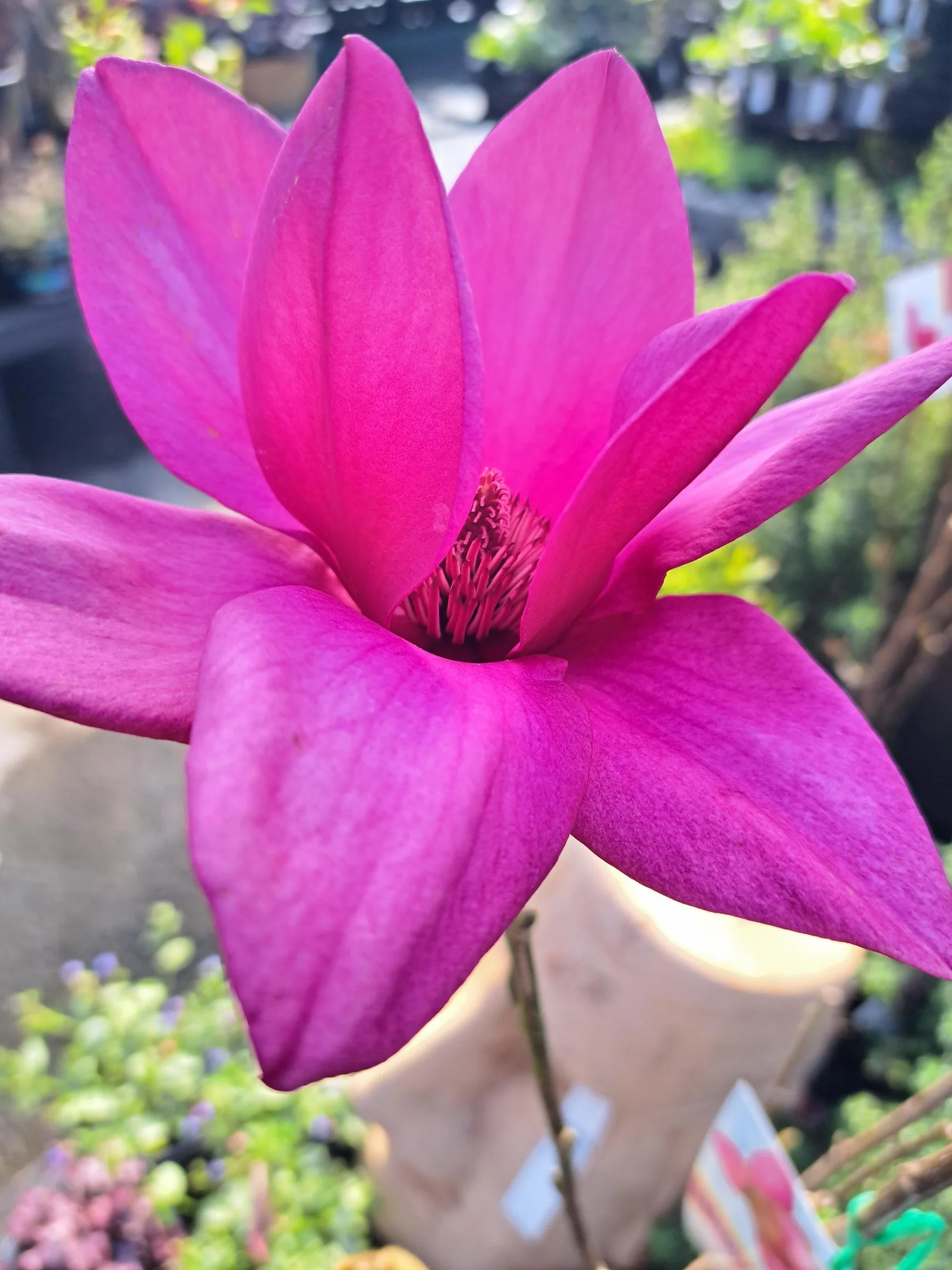 Magnolia Summer Magic Pb18
