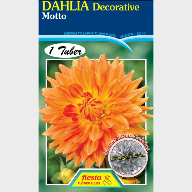 Dahlia-1 (10).png