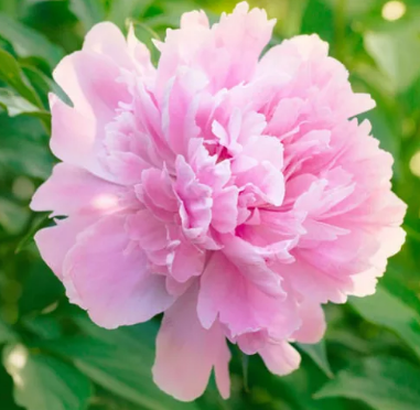 Paeony Dinner Plate 2.5L