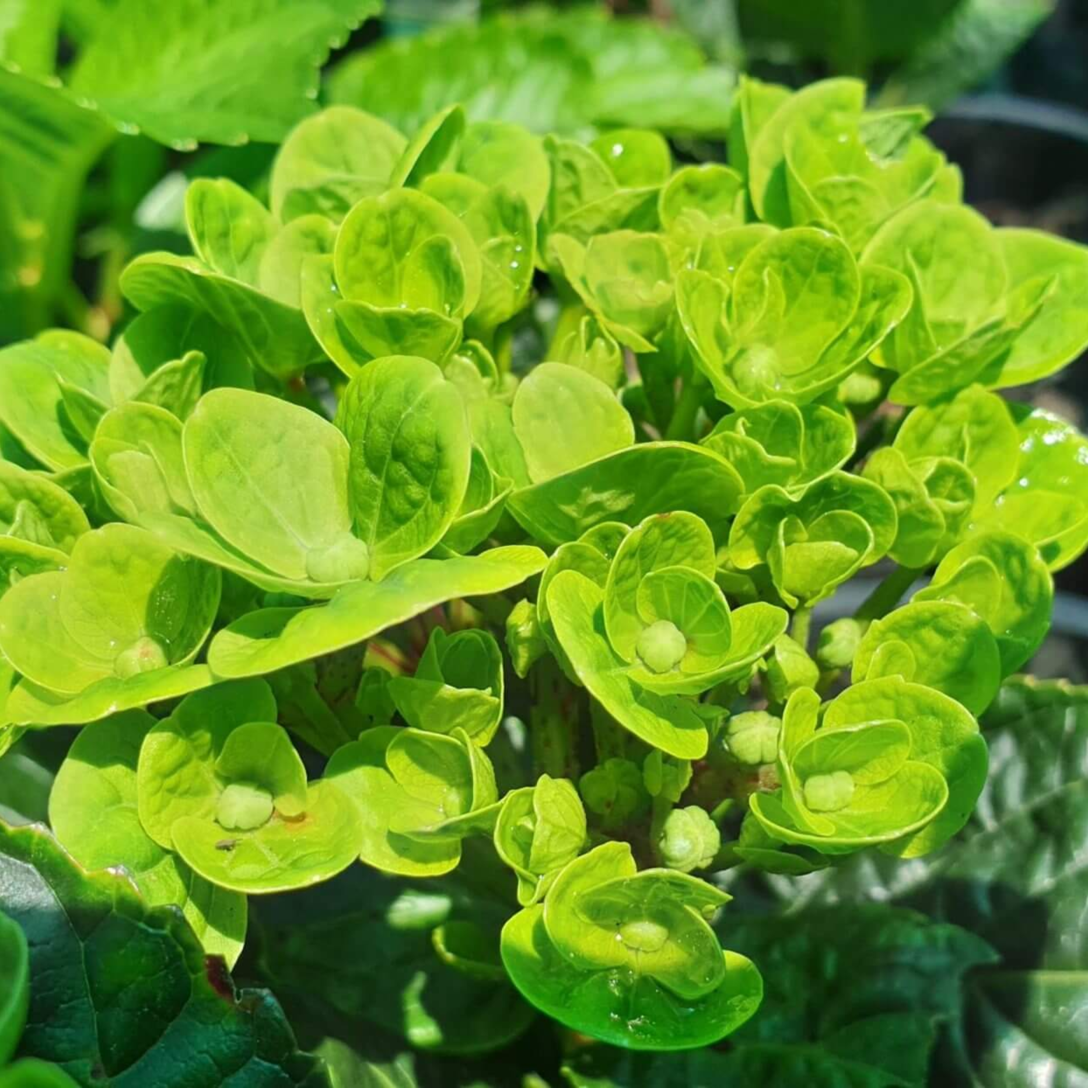 Remove background project (11).png