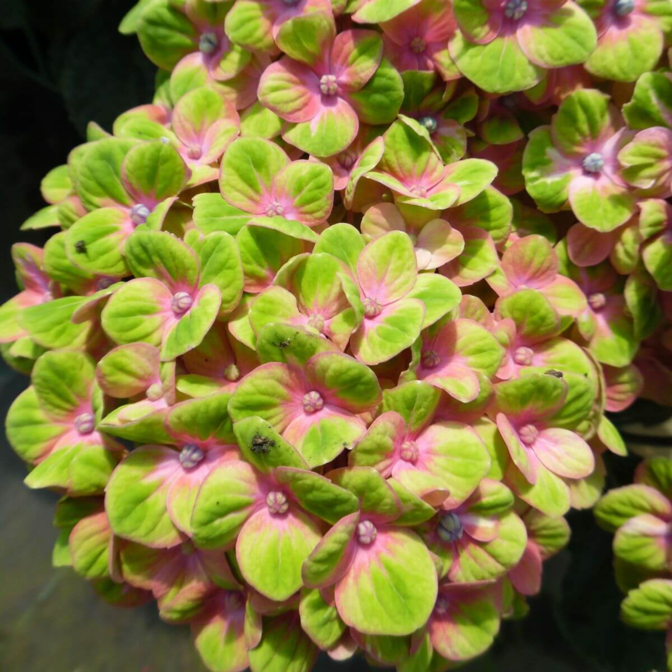 Remove background project (12).png