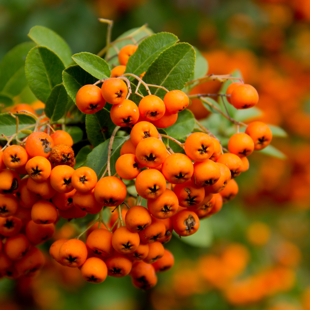Pyracantha Orange Glow — Mosgiel Garden Place