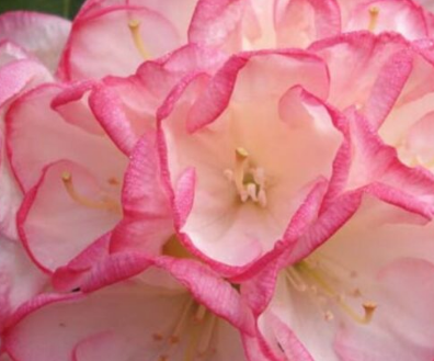 Rhododendron Manda Sue 6L