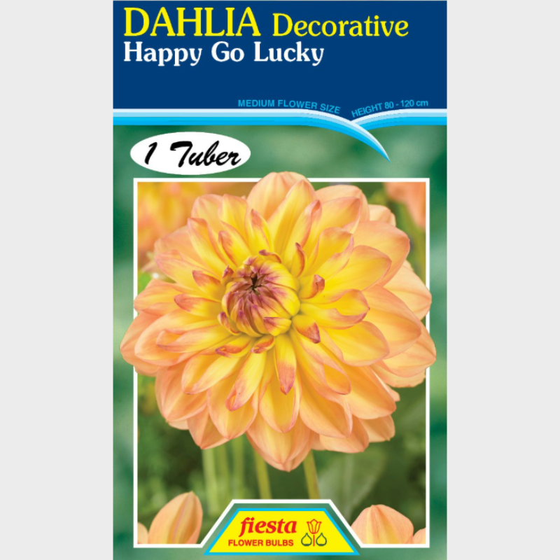 Dahlia-1 (8).png