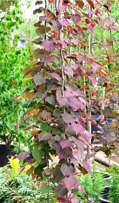 Cercis Canadensis Ruby Falls Pb28