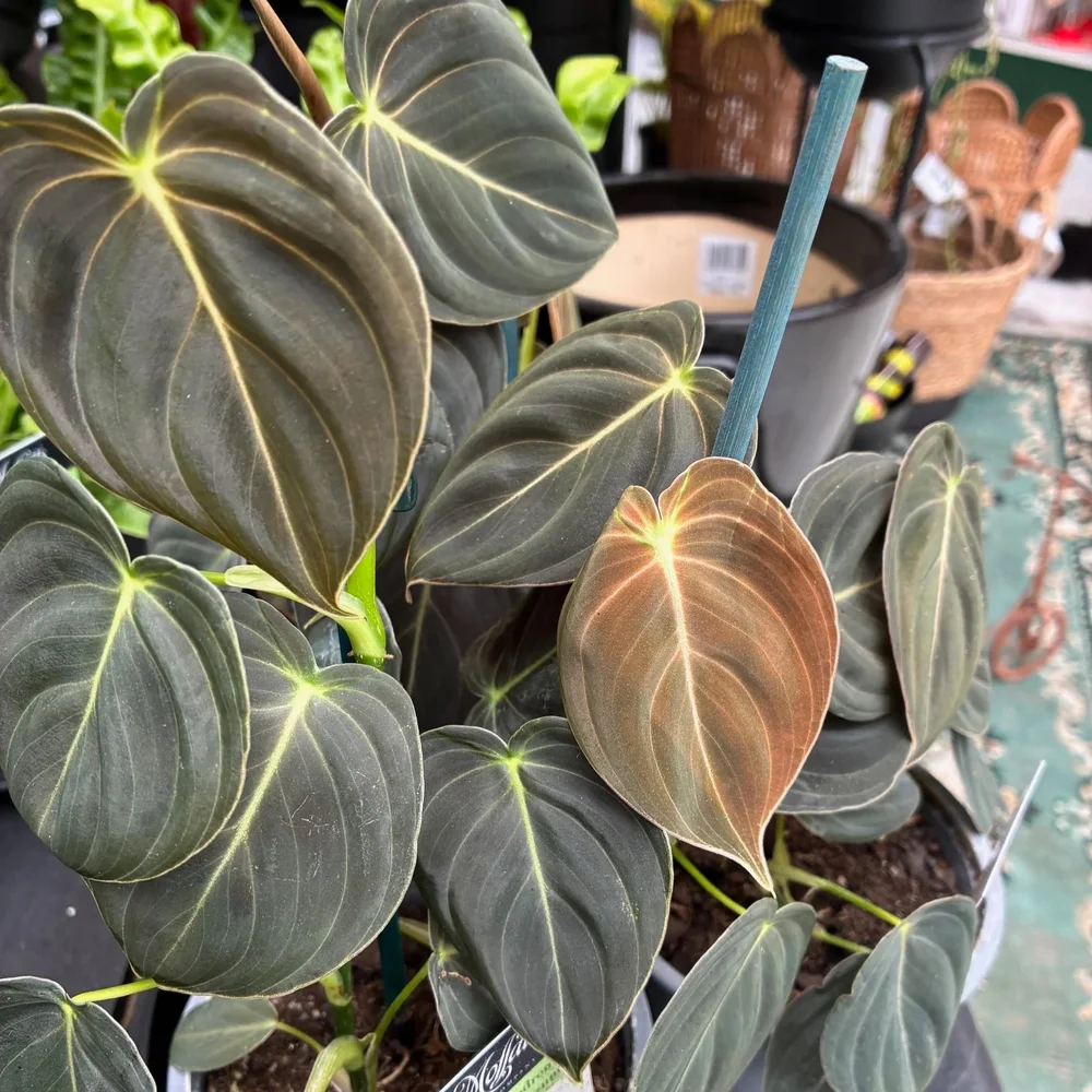 wholesale succulents Bulk Succulents For Events and Weddings main image 0