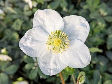 Helleborus White Magic 1L