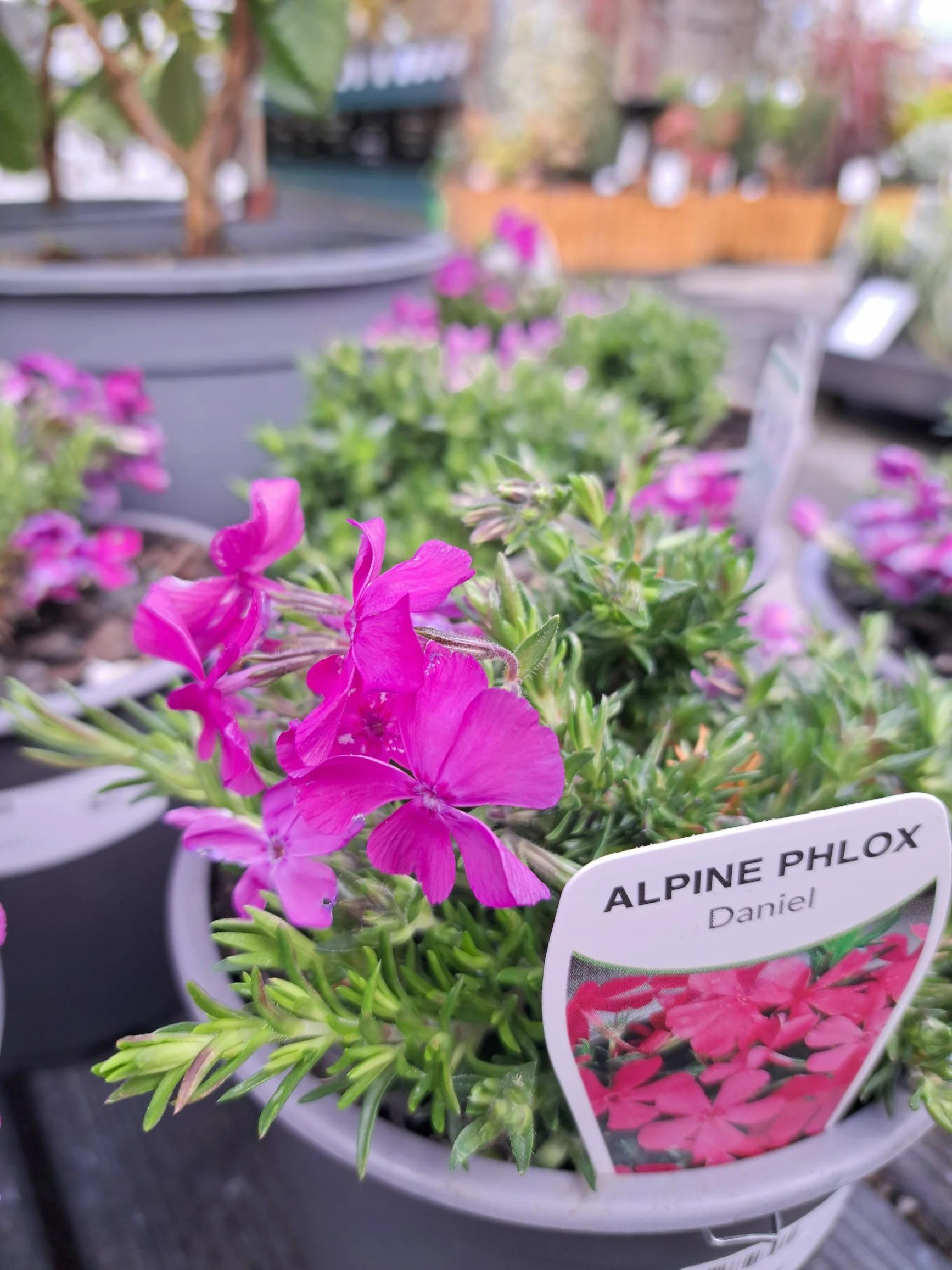 Phlox Daniel 1.5L