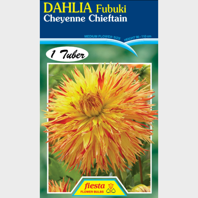 Dahlia Cheyenne Chieftain