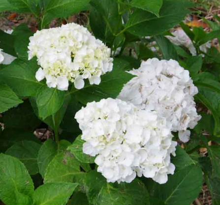 Hydrangea Immaculata 2.5L