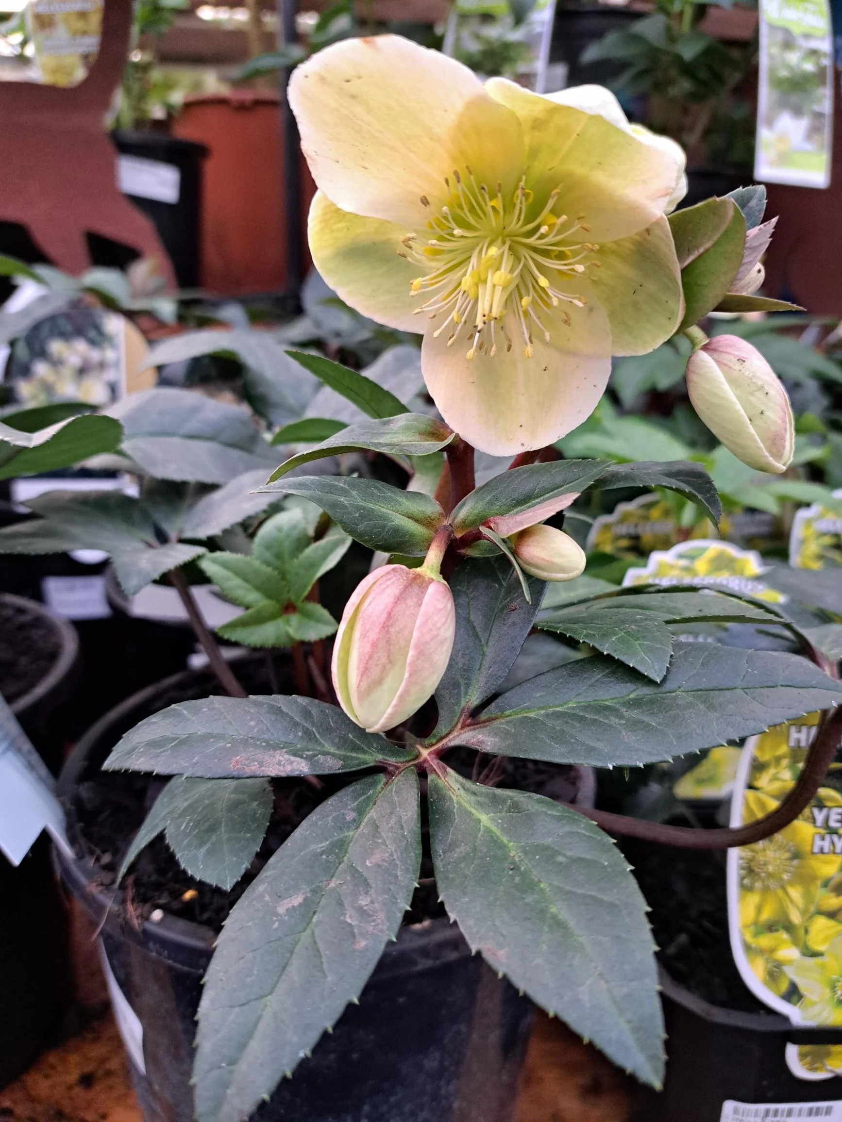 Helleborus Marlon 2.4L