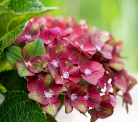 Hydrangea 'Rembrandts'  Vibrant Verde 2.5L