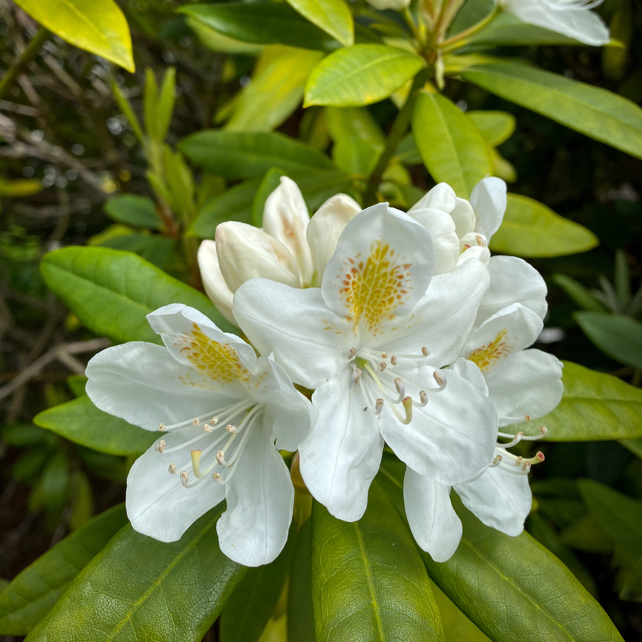 Remove background project (19).png