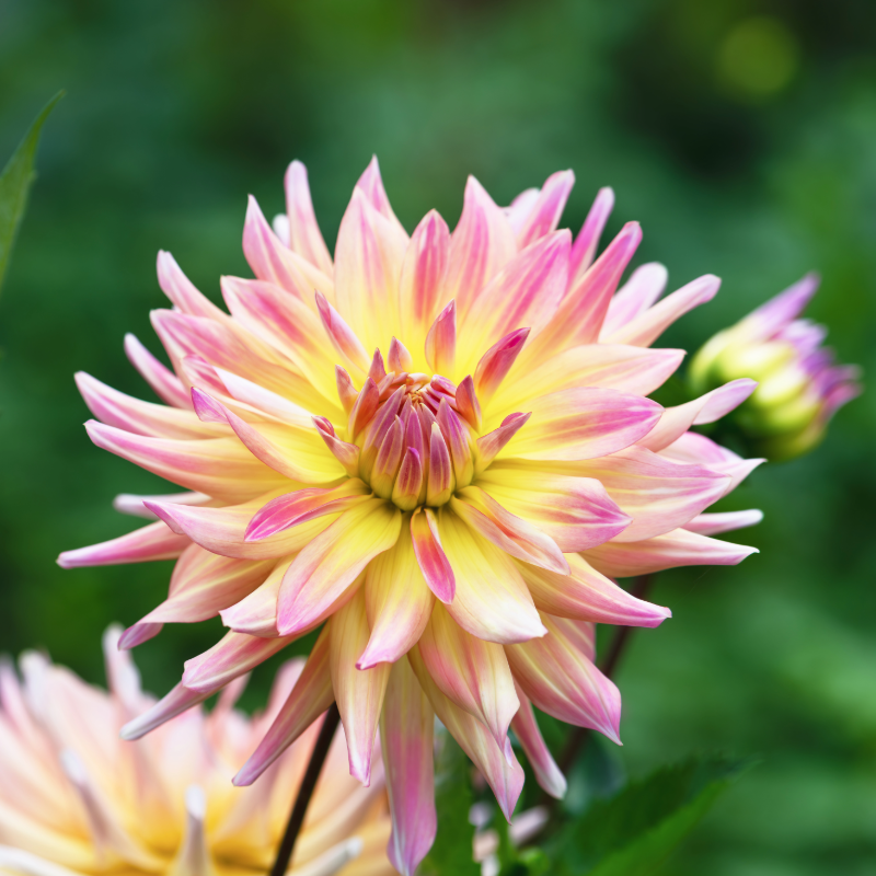 Dahlia-2 (2).png