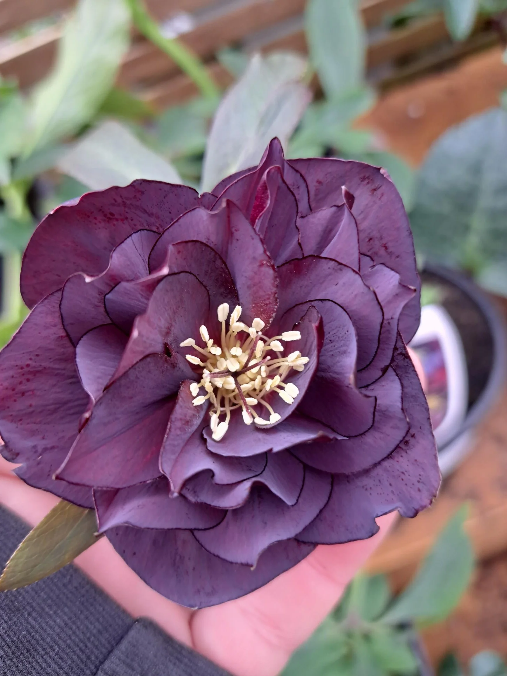 Helleborus Double Dark Hybrid 2.5L
