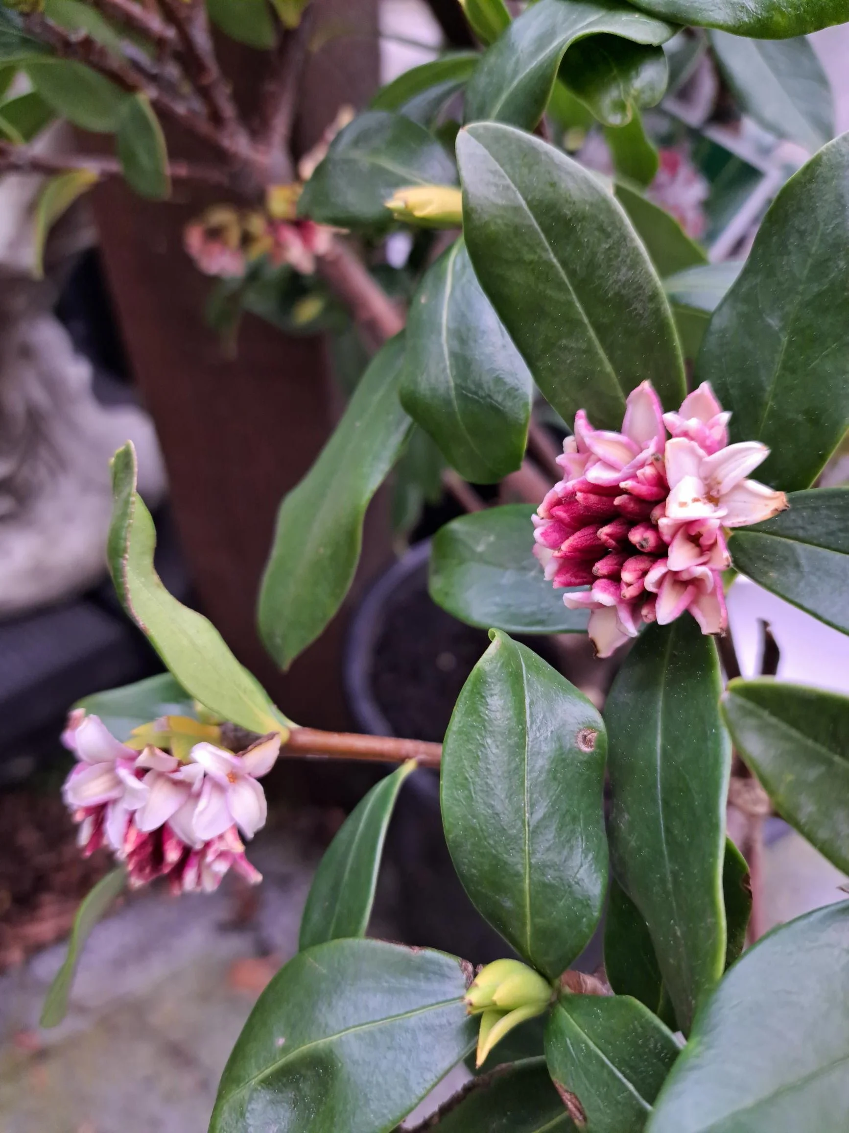 Daphne Odora Leucanthe 7.5L