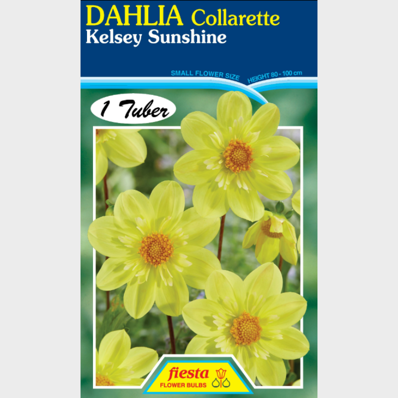Dahlia-1 (7).png