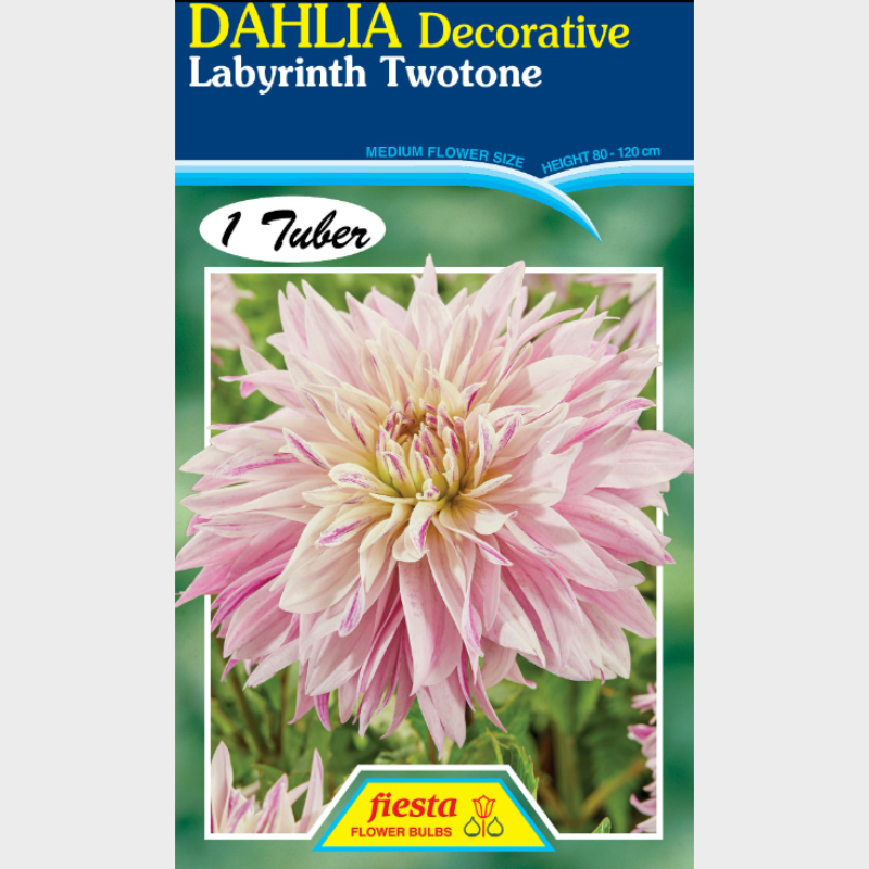 Dahlia-1 (2).png