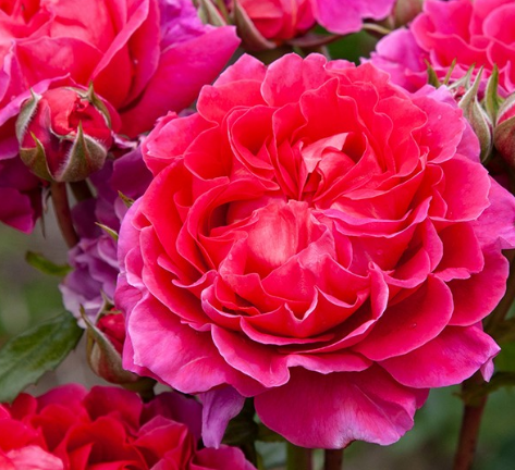 Berry Nice Cascading Pillar Rose