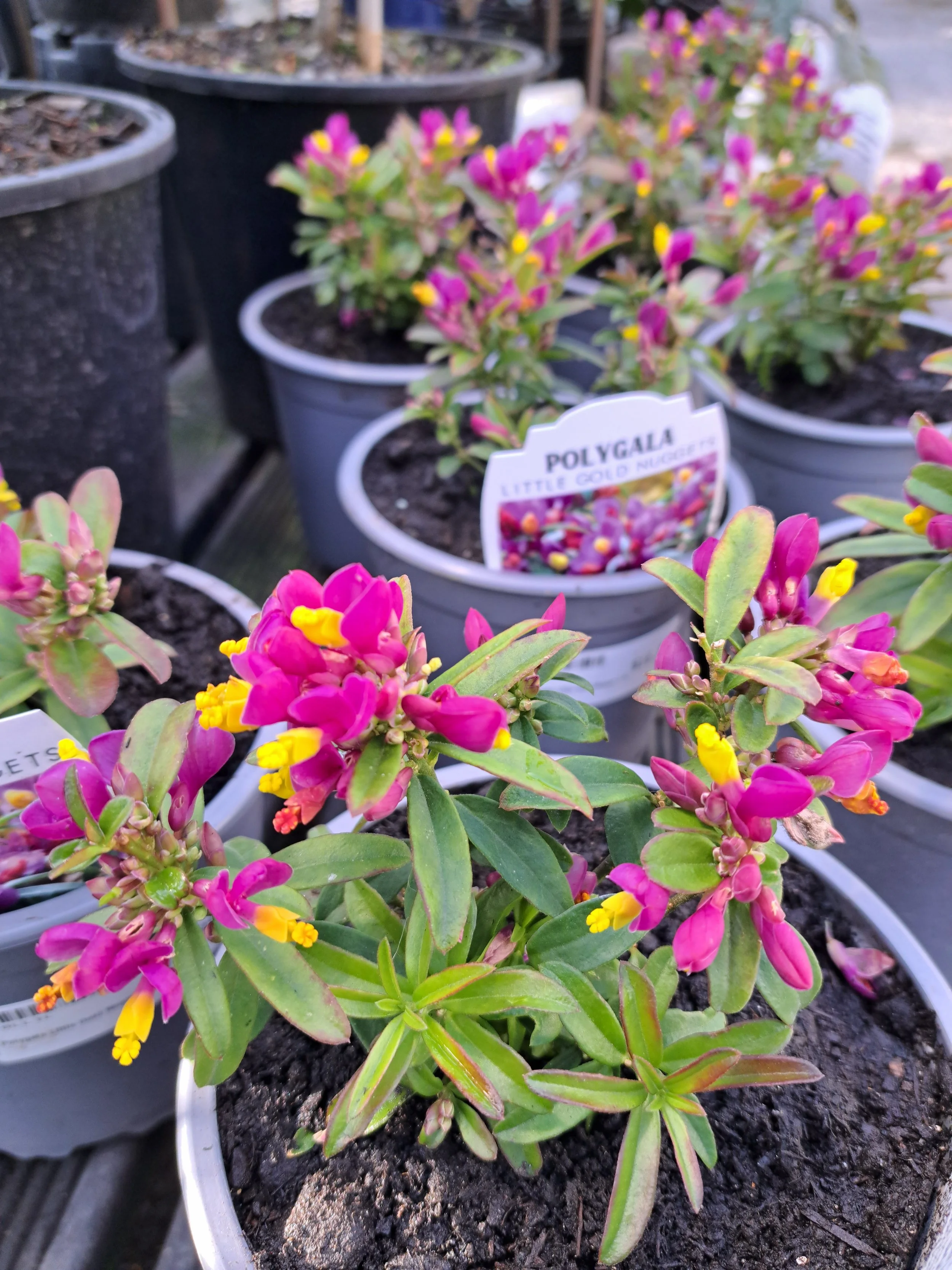 Polygala Little Gold Nuggets 1.3L