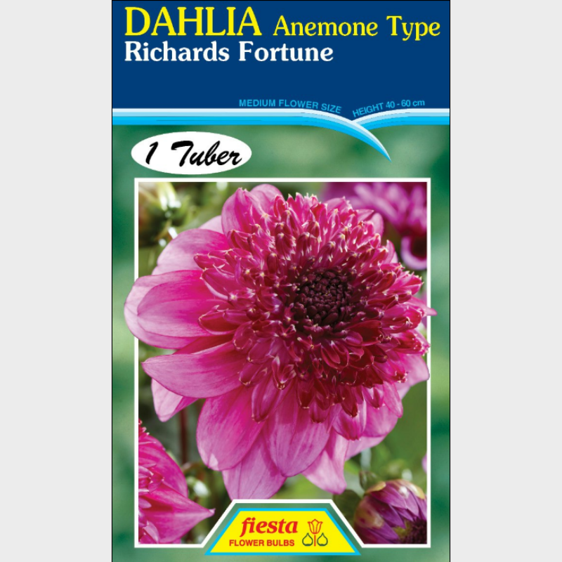 Dahlia-1 (16).png