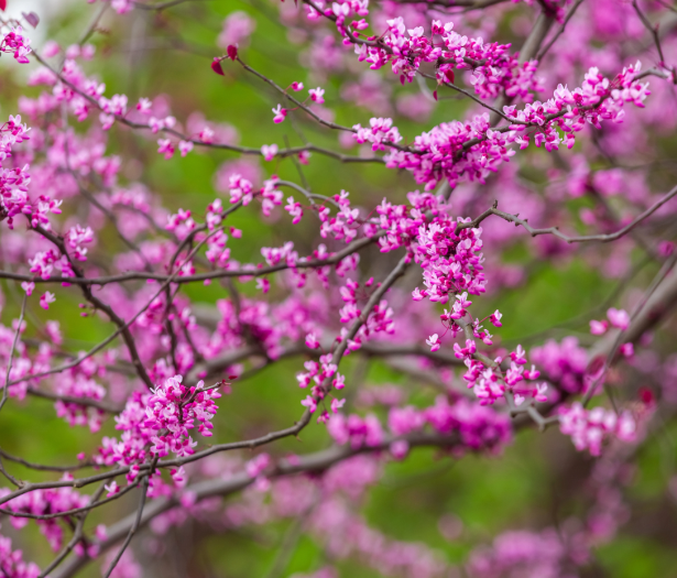 Cercis Canadensis Hearts of gold Pb28