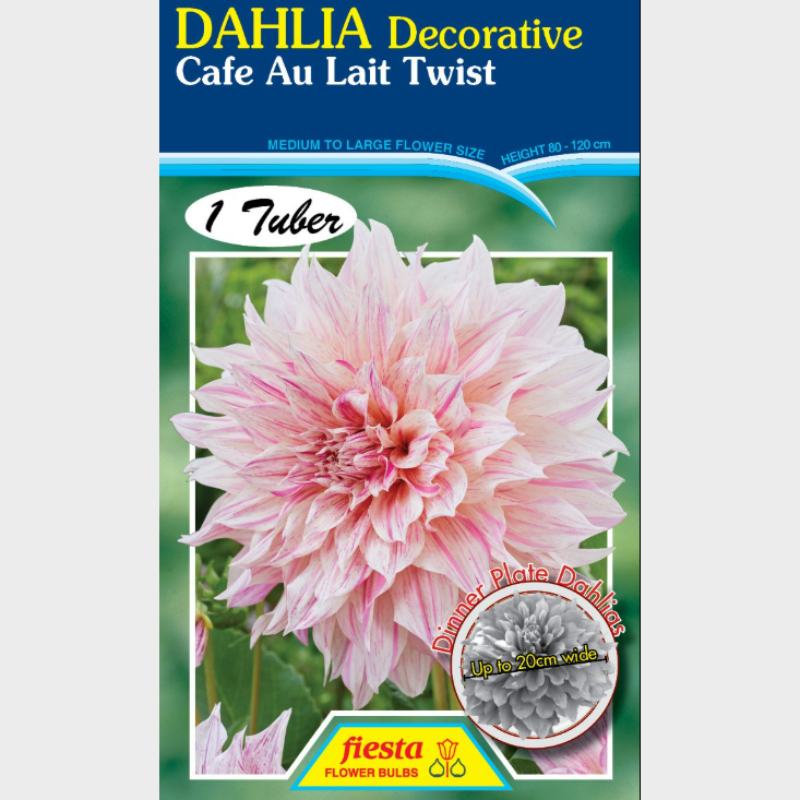 Dahlia Cafe Au Lait Twist