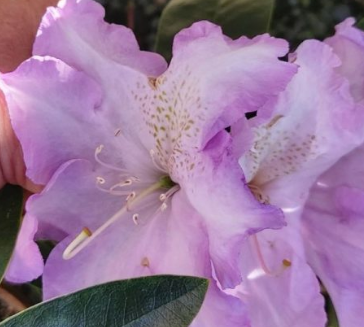 Rhododendron Blue River 2.5L