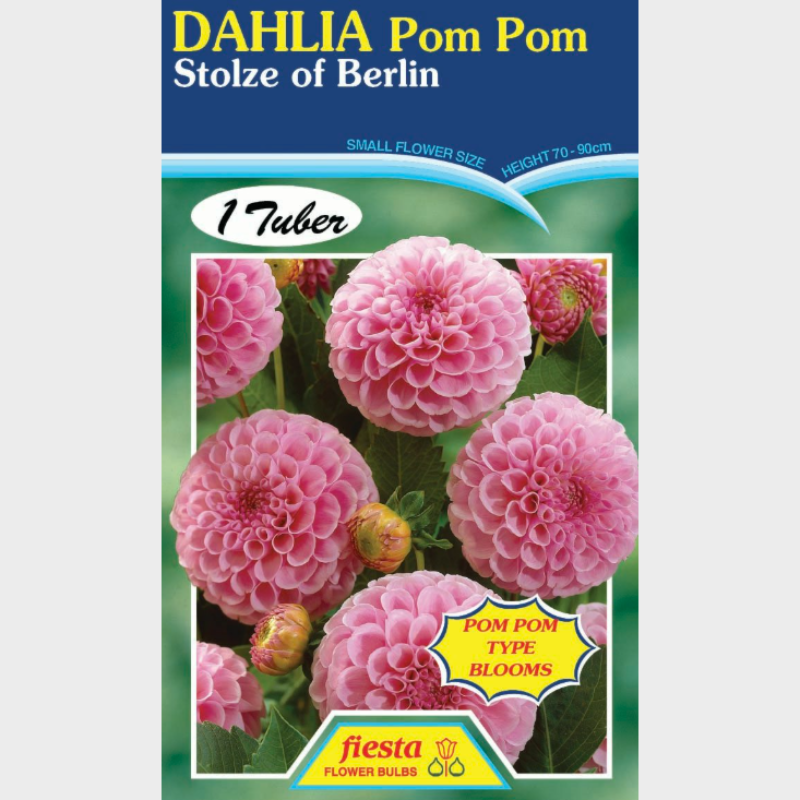 Dahlia-1 (10).png