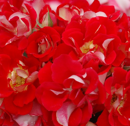 Bush Rose Topsy Turvy 5L