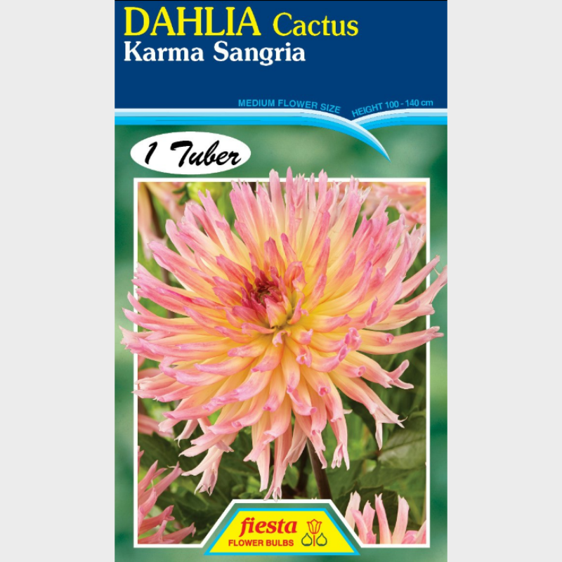 Dahlia-1 (26).png