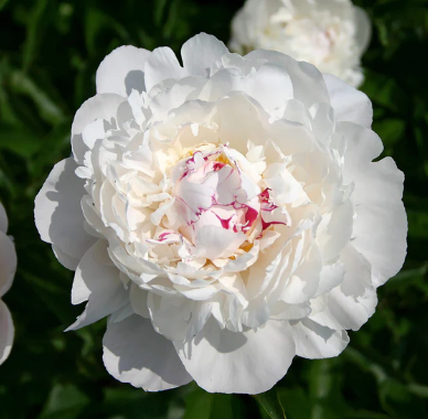 Paeony Festiva Supreme/Maxima 2.5L