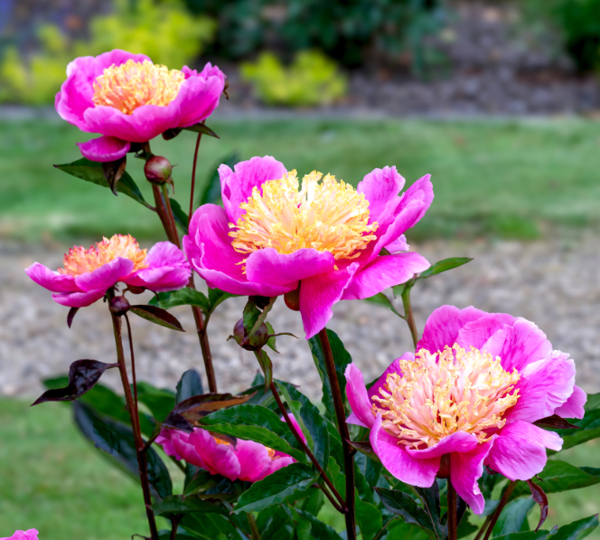 Paeony Doreen 2.5L