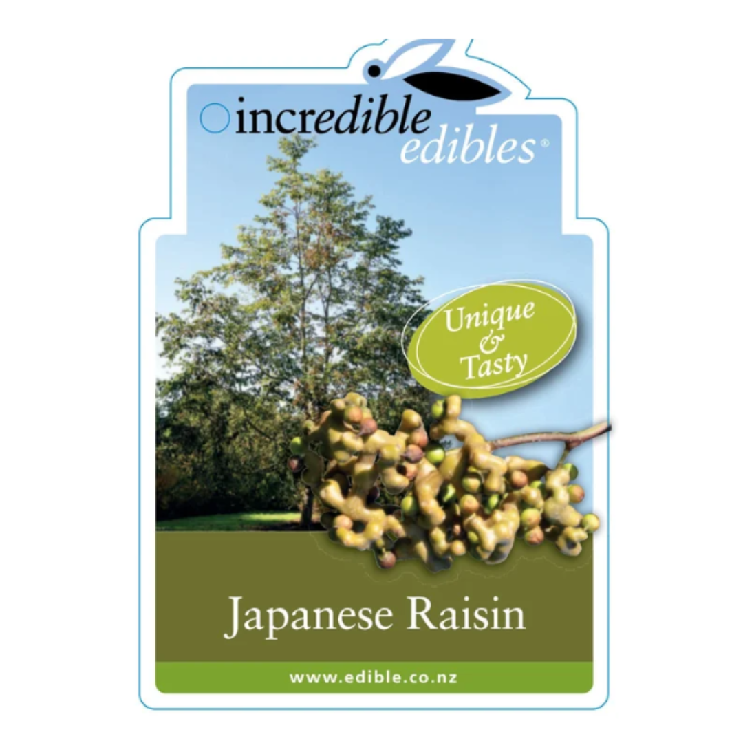 Japanese Raisin Tree 3L