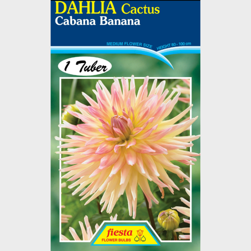 Dahlia Cabana Banana