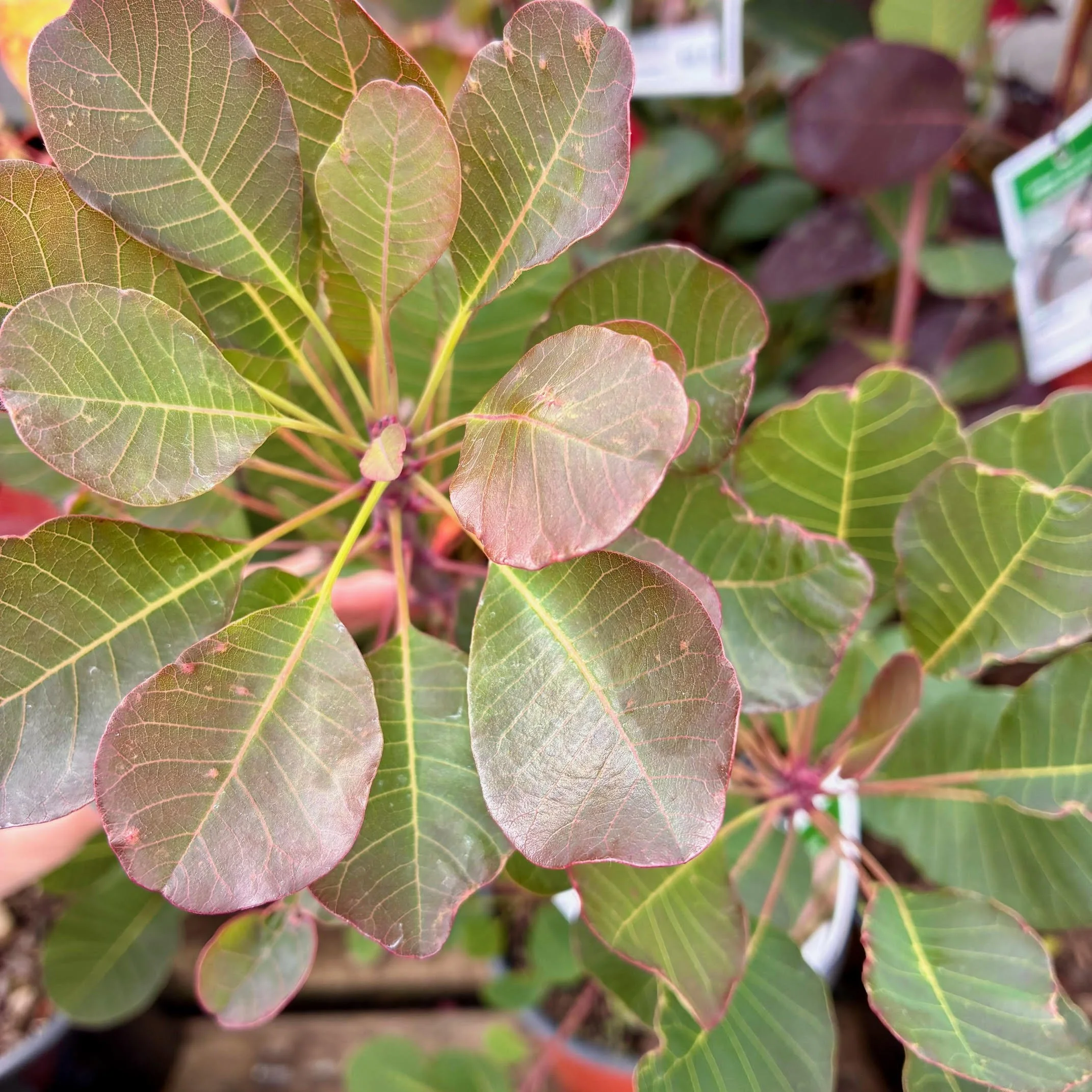 Cotinus Red Spirit 3.5L