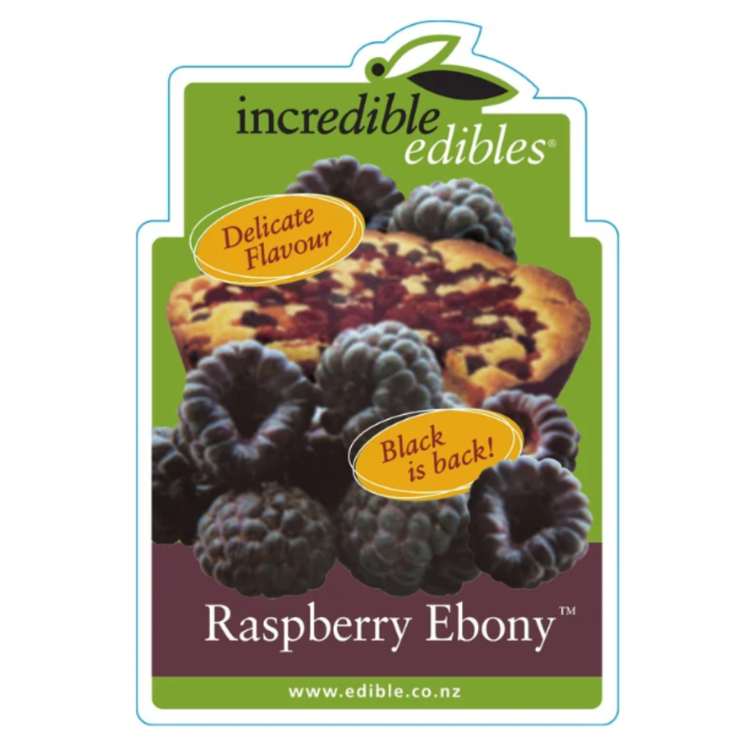 Raspberry Ebony 3L