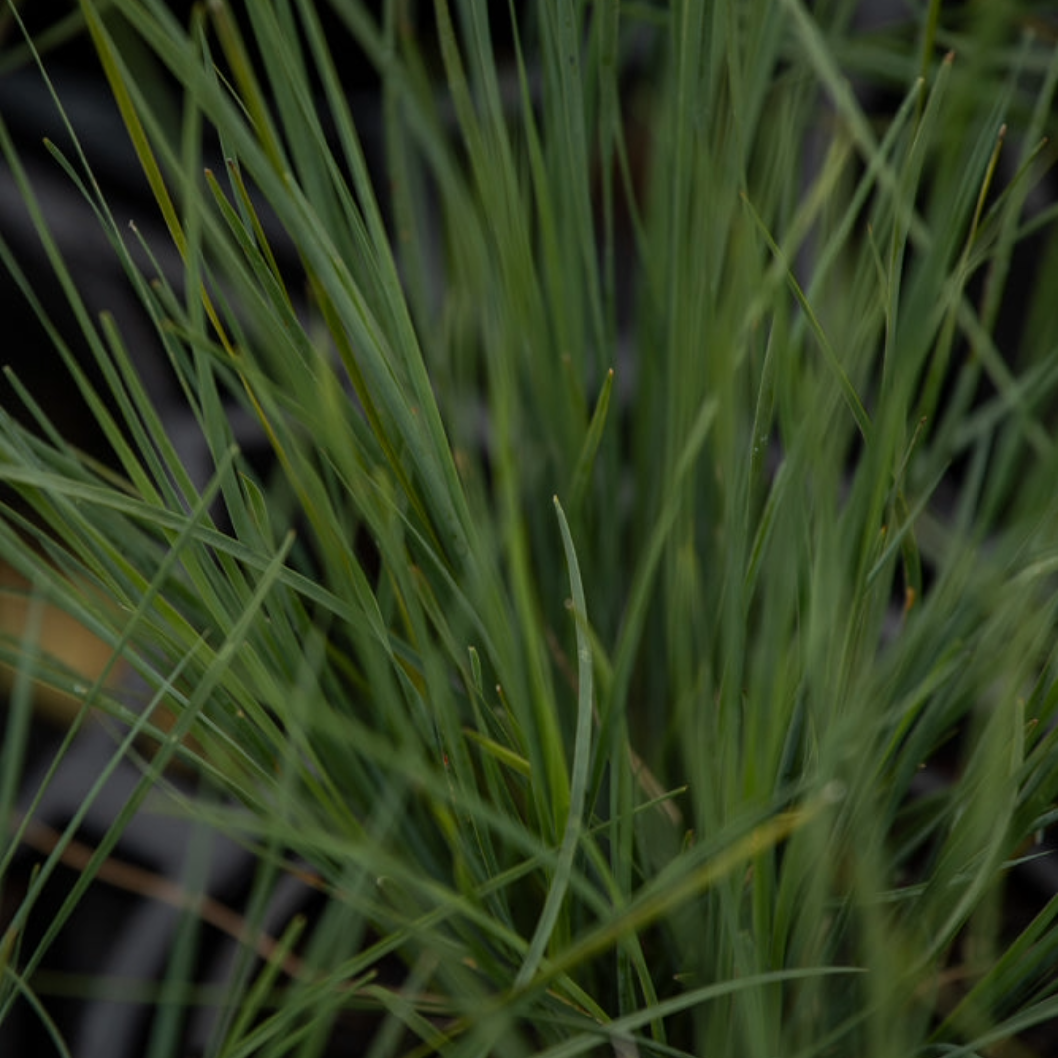 Lomandra Blue Flame 1.5L