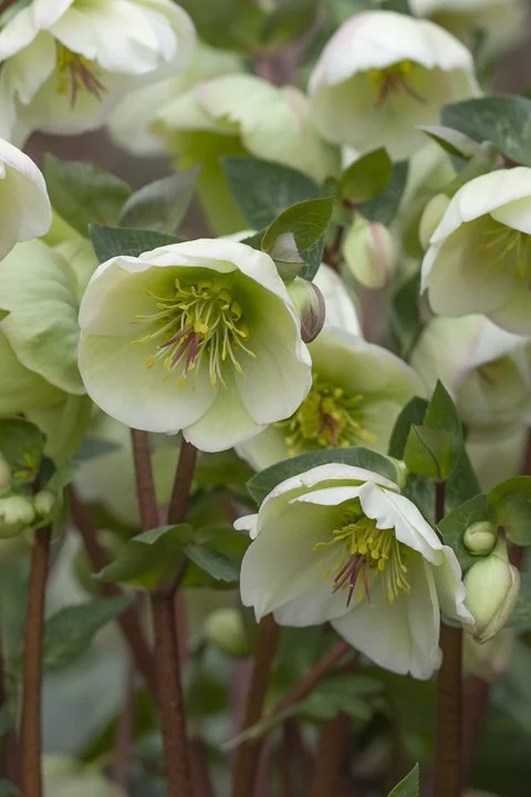 Combined_Helleborus+Moondance-29.0.jpg