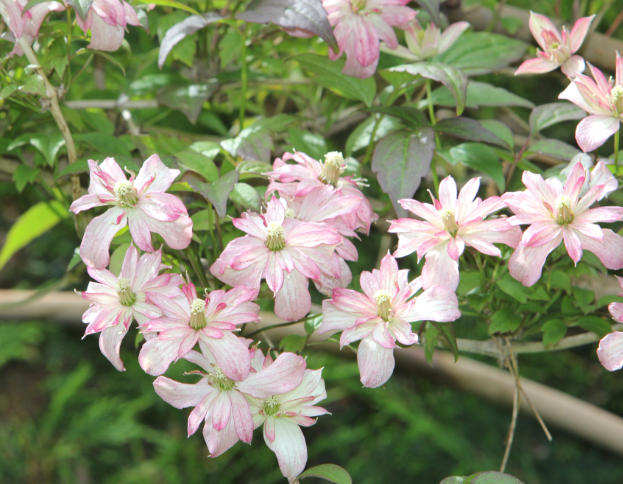 Clematis Marjorie 3.5L