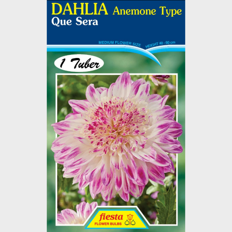 Dahlia-1 (15).png