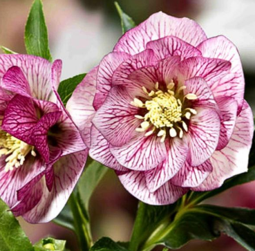 Helleborus Lily 1L