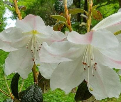 Rhododendron Fragrantissimum 6L