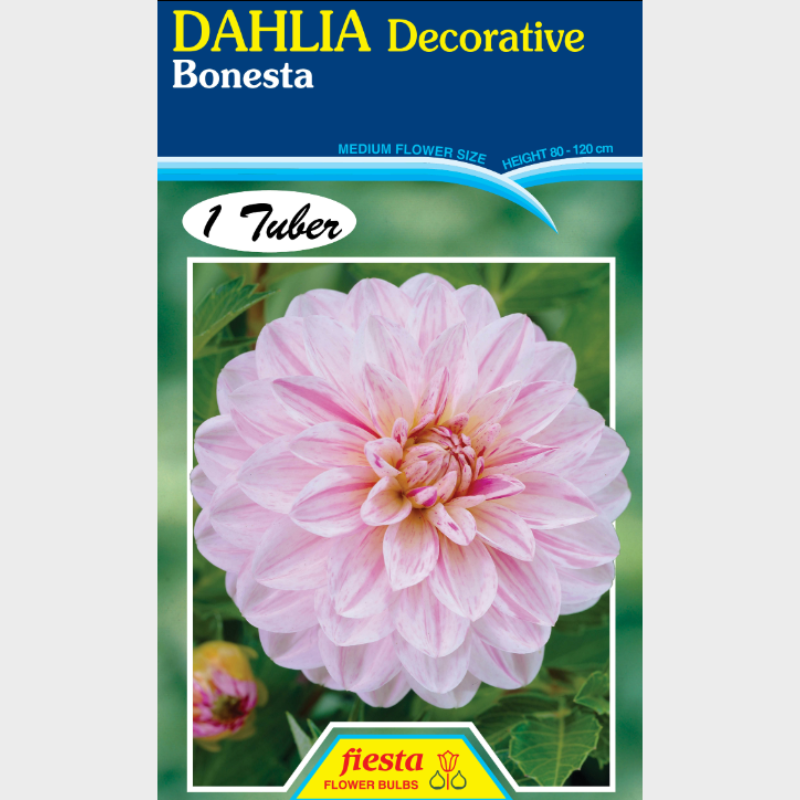 Dahlia-1 (4).png
