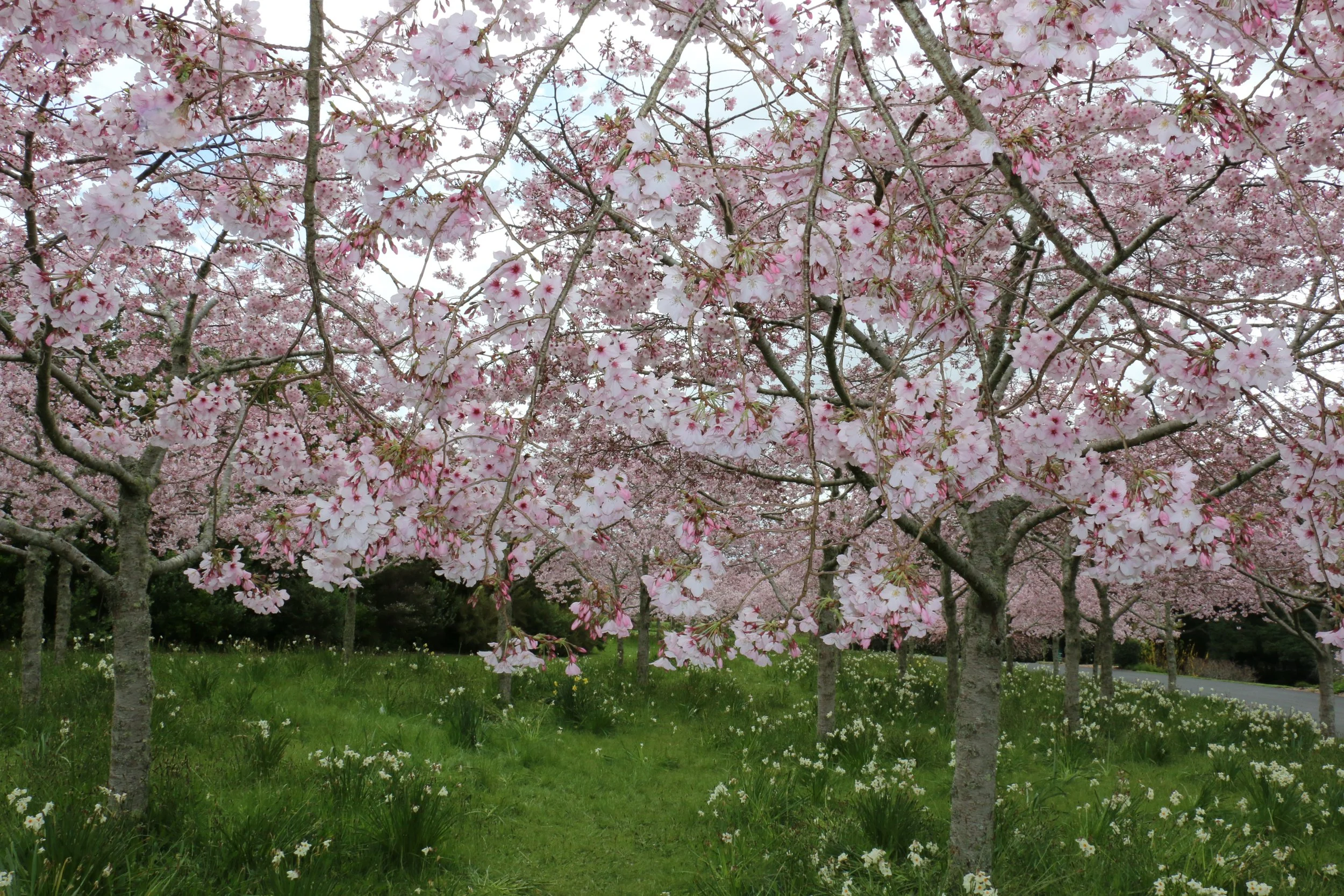 Prunus Yedoensis Awanui PB28